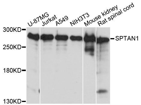 Western blot - SPTAN1 Polyclonal Antibody (144-60011)