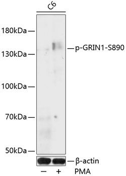 Western blot