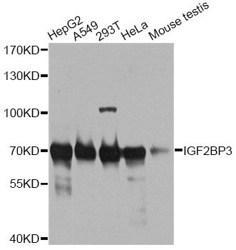 Western blot - IGF2BP3 antibody (144-61435)