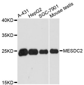 Western blot - MESDC2 antibody (144-60524)