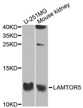 Western blot - LAMTOR5 antibody (144-02606)