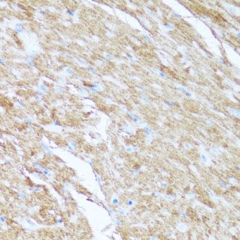 Immunohistochemistry - CYCS antibody (144-60334)