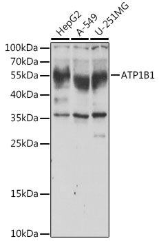 Western blot