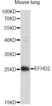 Western blot - EFHD2 antibody (144-014926)