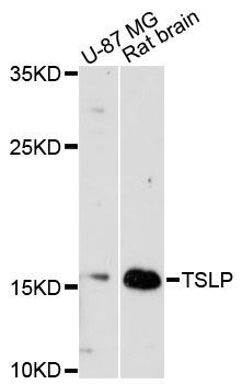 Western blot - TSLP antibody (144-013134)