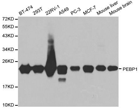 Western blot - PEBP1 Polyclonal Antibody (144-00578)