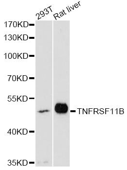 Western blot - TNFRSF11B antibody (144-60253)