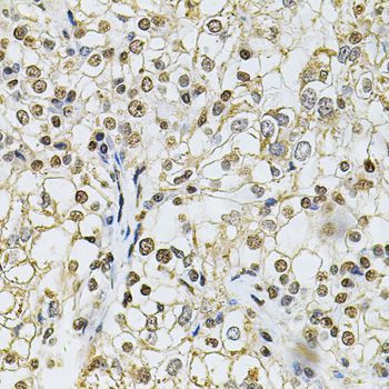 Immunohistochemistry - IFI16 Antibody (144-60546)