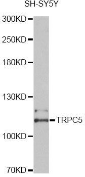 Western blot - TRPC5 Polyclonal Antibody (144-010089)