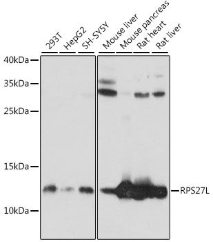 Western blot - RPS27L antibody (144-61232)