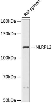 Western blot