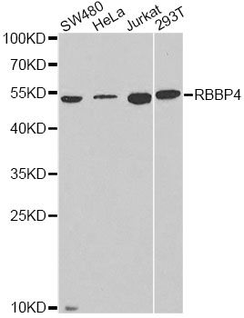 Western blot - RBBP4 Polyclonal Antibody (144-60526)