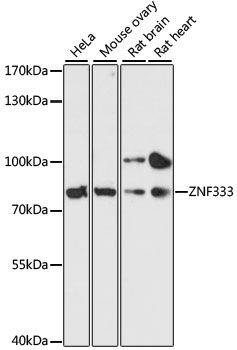 Western blot - ZNF333 antibody (144-60497)