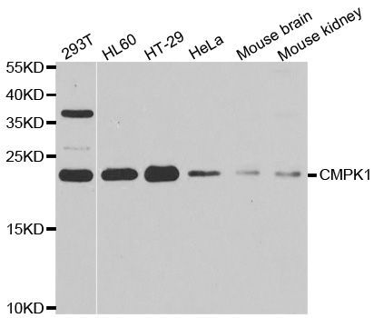 Western blot - CMPK1 Polyclonal Antibody (144-06561)