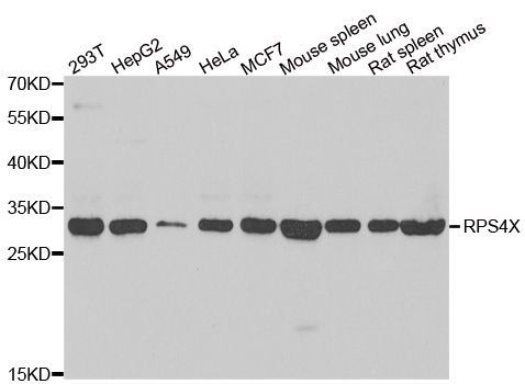Western blot - RPS4X Polyclonal Antibody (144-06730)
