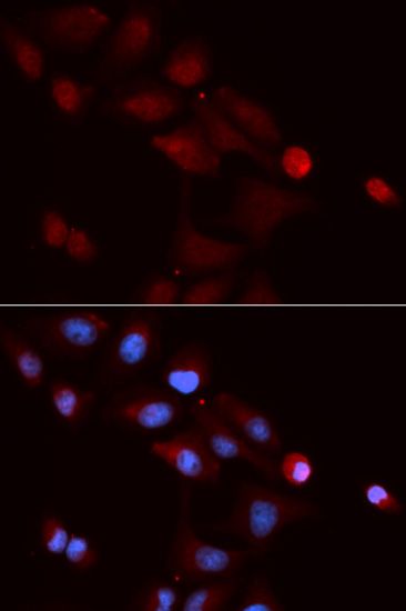 Immunofluorescence - SNRPE antibody (144-05488)