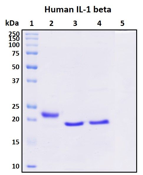 SDS-PAGE