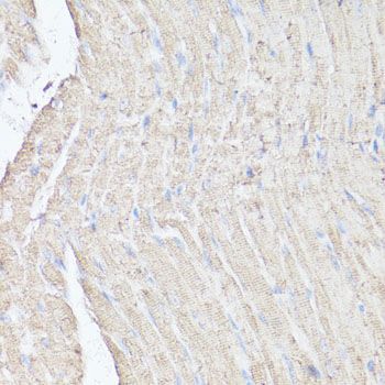 Immunohistochemistry - MTOR antibody (144-11355)
