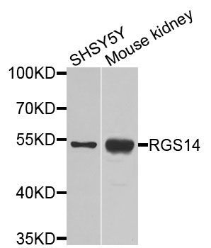 Western blot - RGS14 antibody (144-09962)