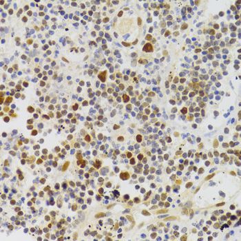 Immunohistochemistry - NASP Antibody (144-06938)