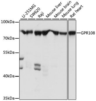 Western blot