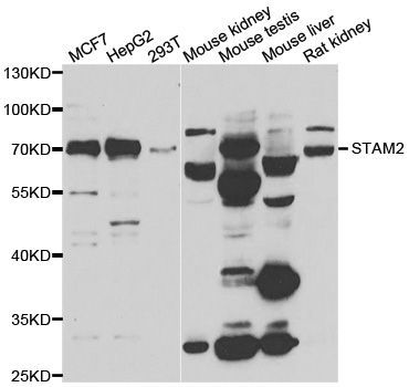 Western blot - STAM2 antibody (144-07058)