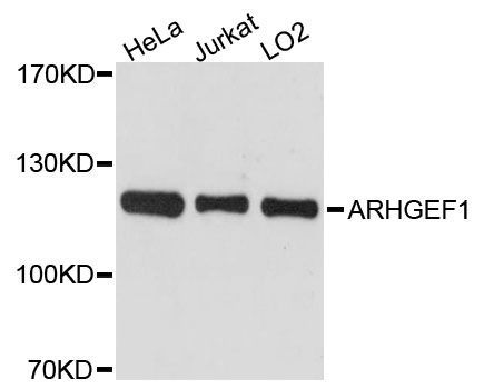 Western blot - [KO Validated] ARHGEF1 Polyclonal Antibody (144-61386)