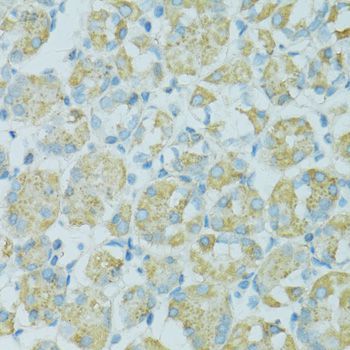 Immunohistochemistry - TJP2 Polyclonal Antibody (144-00594)