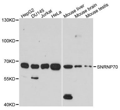 Western blot - SNRNP70 antibody (144-06065)