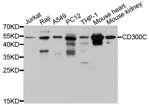 Western blot - CD300C Polyclonal Antibody (144-10420)