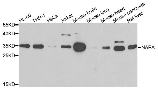 Western blot - NAPA antibody (144-07946)