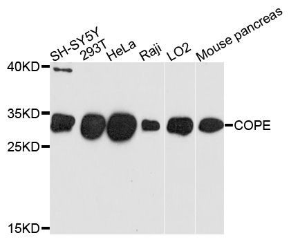 Western blot - COPE Polyclonal Antibody (144-010047)