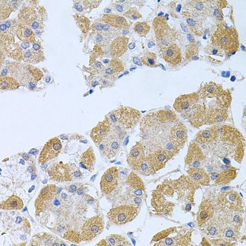 Immunohistochemistry - PROK2 antibody (144-06705)