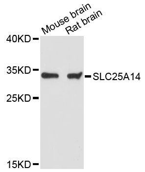 Western blot - SLC25A14 antibody (144-013731)