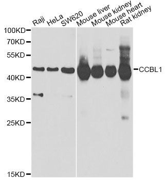 Western blot - CCBL1 Polyclonal Antibody (144-06542)