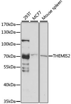 Western blot - THEMIS2 antibody (144-61011)