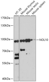 Western blot