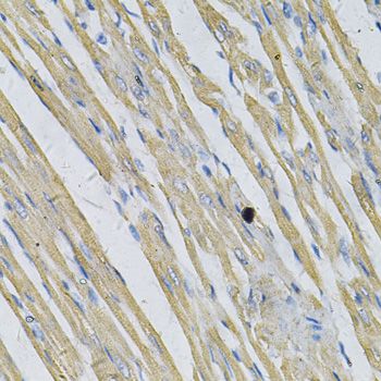 Immunohistochemistry - PRNP Antibody (144-02583)