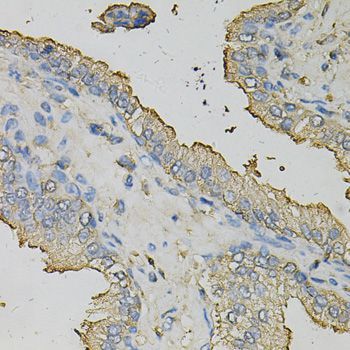 Immunohistochemistry - AZGP1 Polyclonal Antibody (144-61415)