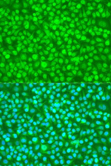 Immunofluorescence - N4BP1 antibody (144-08474)