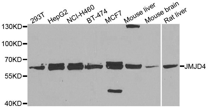 Western blot - JMJD4 Polyclonal Antibody (144-07992)