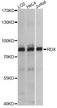 Western blot - RDX antibody (144-60787)