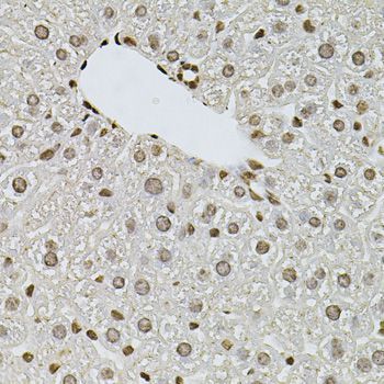 Immunohistochemistry - FGF2 Polyclonal Antibody (144-00235)