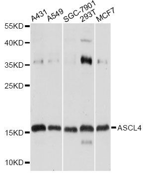 Western blot - ASCL4 Polyclonal Antibody (144-60669)