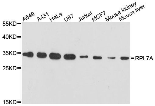 Western blot - RPL7A antibody (144-60460)