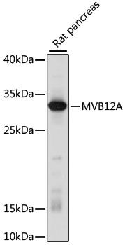 Western blot - MVB12A antibody (144-015933)