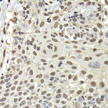 Immunohistochemistry - PUF60 antibody (144-06709)