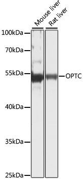 Western blot