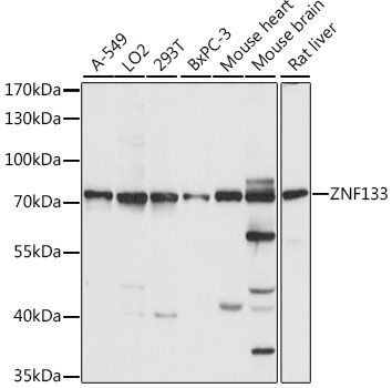 Western blot - ZNF133 antibody (144-015738)