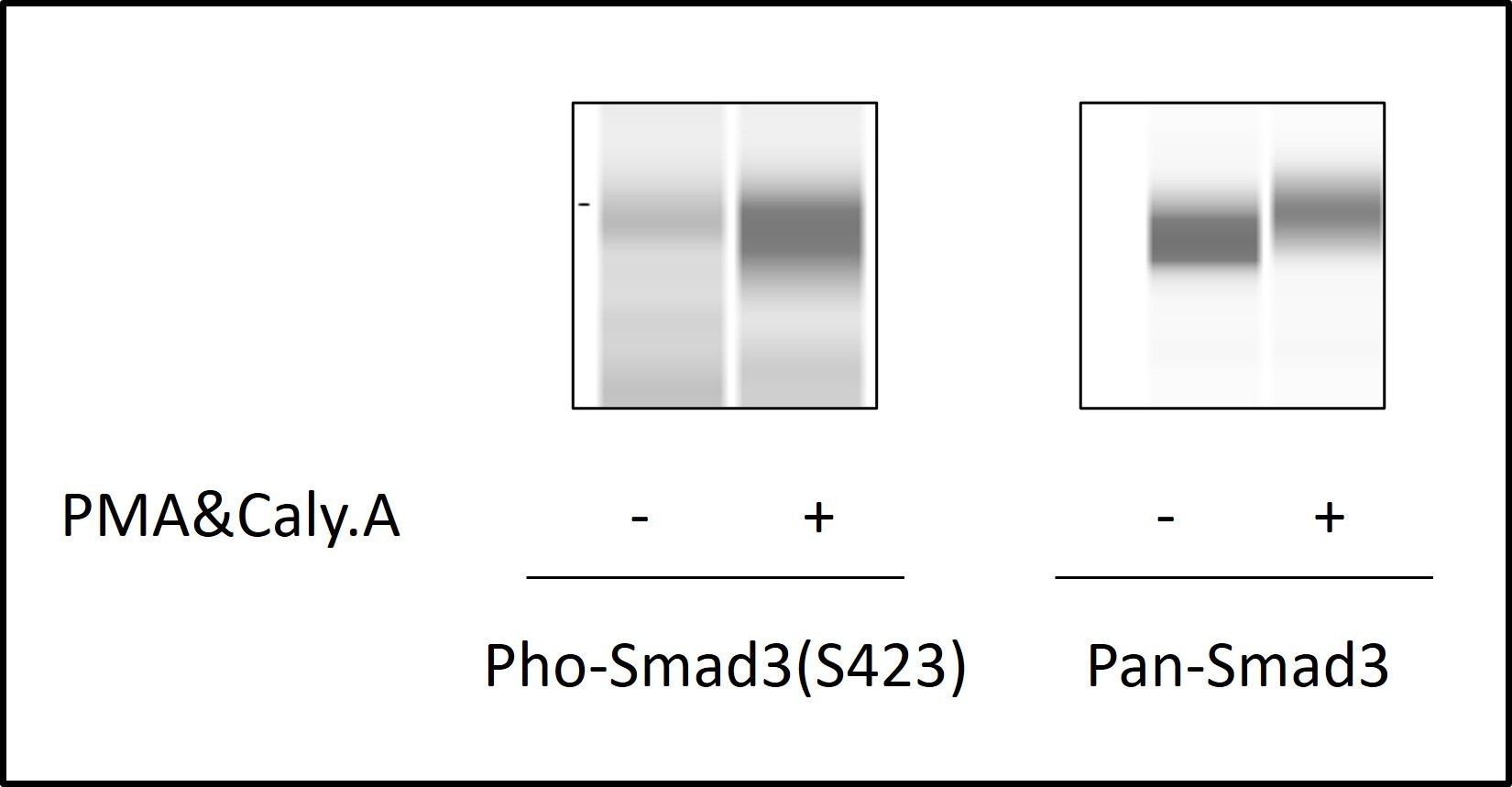 SMAD3 (Ser423/425) - Western Blot